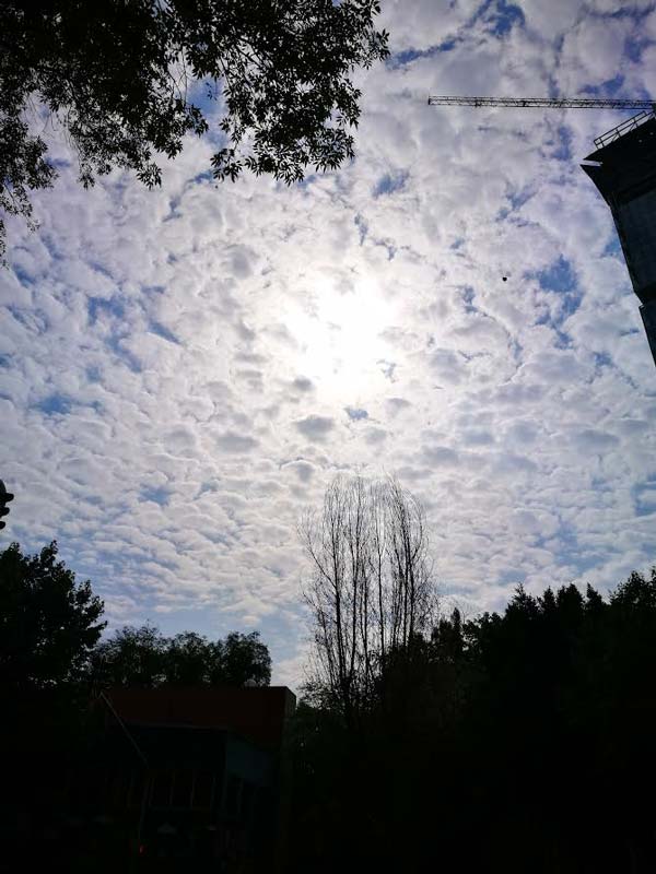 Discurso por un árbol